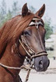 Stoneridge Peruvian Paso Horses logo
