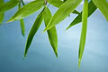 Sweet Dreams Bamboo, Inc image 6