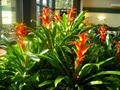 Tropical Plant Concepts Inc image 1
