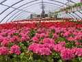 Upper Canada Greenhouses image 1