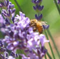 Weir's Lane Lavender & Apiary image 2