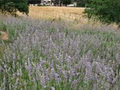 Weir's Lane Lavender & Apiary image 3