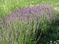 Weir's Lane Lavender & Apiary image 1