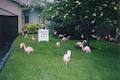 Absolutely Animals-Lawn Rentals image 1