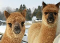 Arriba Linea Alpacas logo