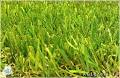 Artificial grass and Landscaping inc. (AGLgrass) image 2