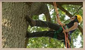 Bartlett Tree Experts Canada image 1