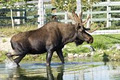 Bioparc de la Gaspésie - Bonaventure image 2