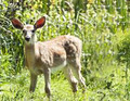 Bioparc de la Gaspésie - Bonaventure image 3