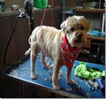 Bonnies LOV-IN TOUCH Pet Grooming /Massage image 2