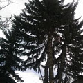 Calgary Tree Experts image 4