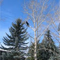 Calgary Tree Experts image 5