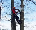 Capella Tree Service image 3