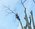 Capella Tree Service image 4