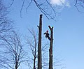 Capella Tree Service image 5