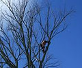 Capella Tree Service image 6