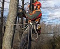 Capella Tree Service logo