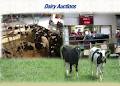 Carson David Farms & Auctions Services Ltd image 4