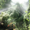 Cascadia Sprinklers logo