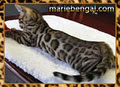 Chat Bengal Chatterie Marie Bengal image 2