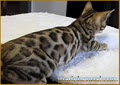 Chat Bengal Chatterie Marie Bengal image 3