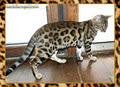 Chat Bengal Chatterie Marie Bengal image 4