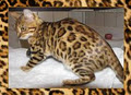Chat Bengal Chatterie Marie Bengal image 5
