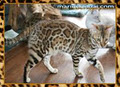 Chat Bengal Chatterie Marie Bengal image 6