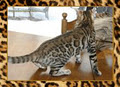 Chat Bengal Chatterie Marie Bengal logo
