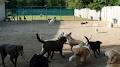 Chenil Outaouais Kennel Inc image 6