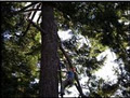 Coastline Tree Service image 2