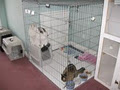 Cross Creek Cattery image 3