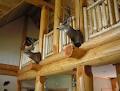 Custom Log Homes Ltd image 1