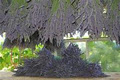 Forest Green Man Lavender image 3