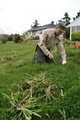 GreenKeepers Organic Yard Care image 2