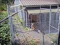 Hazelmere Kennels image 2