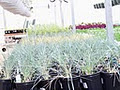 Jensen Nursery & Landscaping image 1