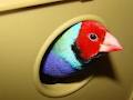 Lady Gouldian Finch Canada image 3