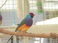 Lady Gouldian Finch Canada image 5