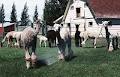Living Sky Alpacas image 3