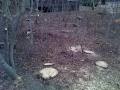 New Ground Tree Stump Removal image 5