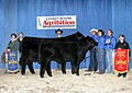 New Trend Cattle Co. image 1