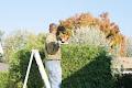 Ottawa Hedge Trimmers Inc image 6