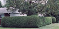 Ottawa Hedge Trimmers Inc image 1