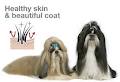 Prettie Yiji Pet Boutique image 1