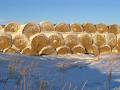 Saskatchewan Forage Council image 5