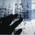 Serotech Laboratories DNA Paternity Testing image 3