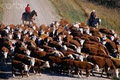 Superior Canadian Livestock Auction Ltd. image 1