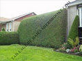 Taillage de Haies Sherbrooke image 4
