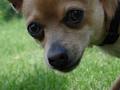 The Regal Beagle 'Unleashed' image 6